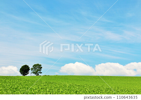 Hokkaido summer blue sky and parent-child tree 110643635