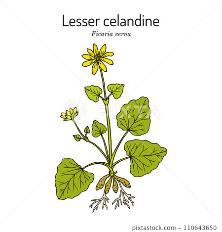 Lesser celandine or pilewort Ficaria verna , medicinal plant 110643650