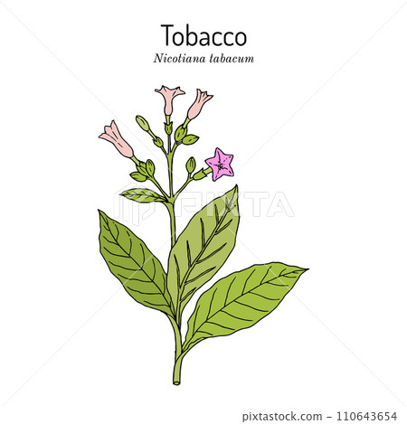 Tobacco plant (Nicotiana tabacum). Botanical hand-drawn illustration Tobacco plant (Nicotiana tabacum). Botanical hand-drawn illustration 110643654