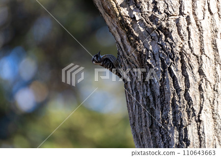 停留在樹的草莓 停留在樹的草莓 110643663