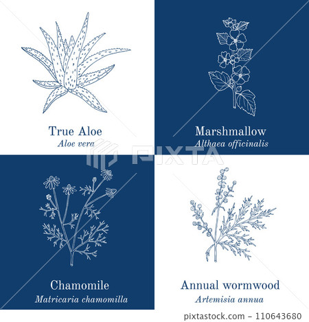 Set of four hand drawn medicinal plants 110643680