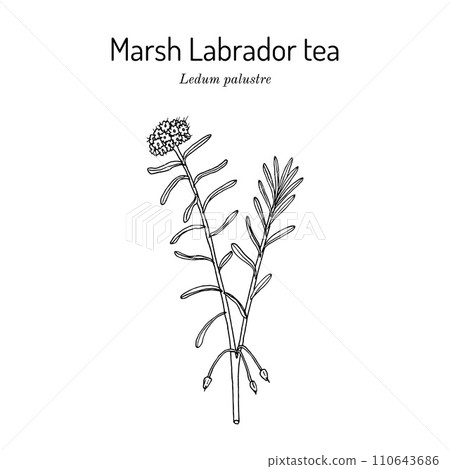 Wild Rosemary (Rhododendron tomentosum), or Marsh Labrador tea, northern Labrador tea 110643686