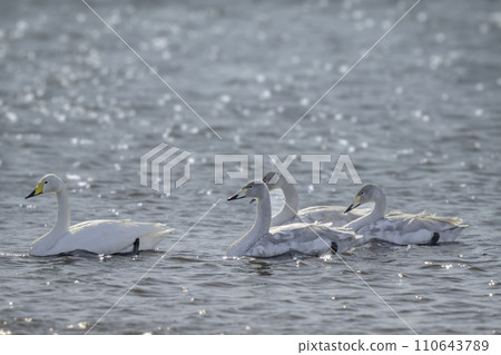 Swans swimming side by side on the lake, bathed in the winter sunlight 110643789