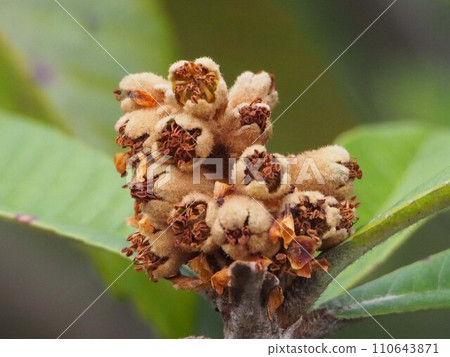 即將開放的枇杷花特寫 110643871