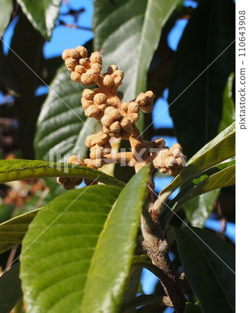 Close-up of loquat buds (seeds attached to the tips of loquat branches) 110643908