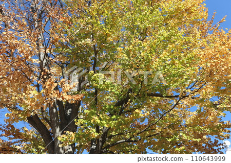 Autumn leaves, blue sky 110643999