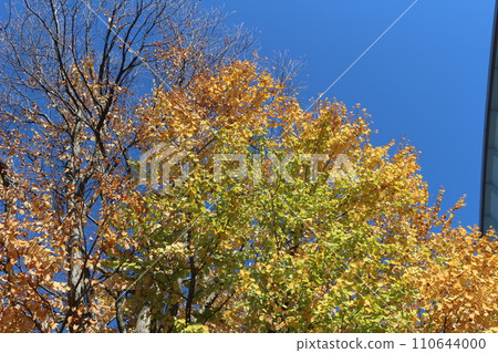Autumn leaves, blue sky 110644000