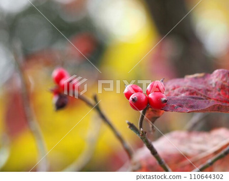 Close-up of dogwood fruit at the tip of a branch (Flower Mizuki with red leaves and fruit) Close-up of dogwood fruit at the tip of a branch (Flower Mizuki with red leaves and fruit) 110644302