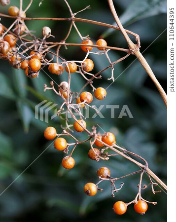 Yaitobana (Hexocana) 的圓形、棕色果實 Yaitobana (Hexocana) 的圓形、棕色果實 110644395