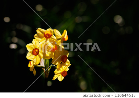 Narcissus Narcissus 110644513