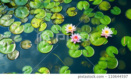 Pink water lily flowers floating in water, natural scenery AI generated image Pink water lily flowers floating in water, natural scenery AI generated image 110644597