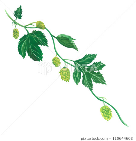 Watercolor illustration of leaves, stem and cones of a hop. Hand drawn, isolated on a transparent background. For alcoholic, pharmaceutical and bath products 110644608