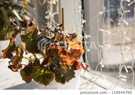 Leaves of houseplant in pot on windowsill 110644760