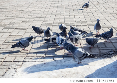 Crowd of pigeons on the sidewalk closeup 110644763