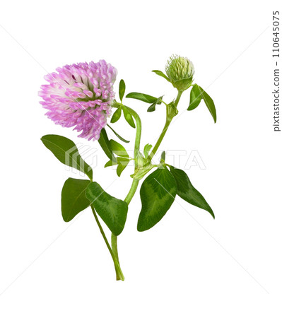 Pink clover flower, bud and leaves isolated 110645075
