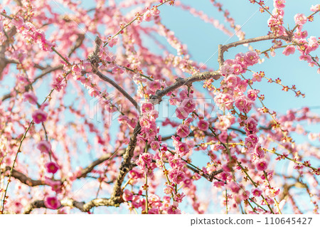 盛開的美麗垂枝梅 110645427