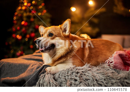 Adorable welsh corgi dog sitting on soft carpet and looking up near decorated Christmas tree 110645578
