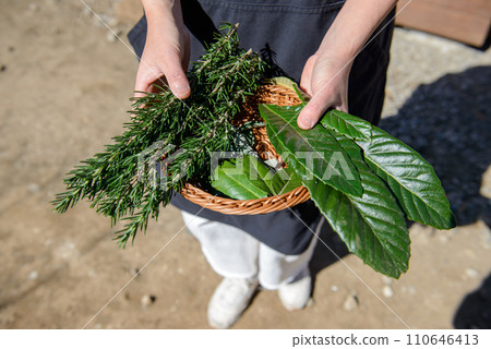 枇杷葉和草藥在手,枇杷,枇杷 枇杷葉和草藥在手,枇杷,枇杷 110646413