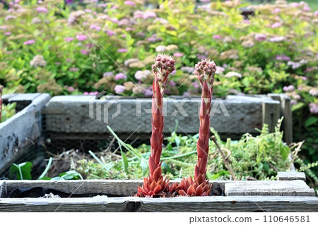 Detail of compost bin made from pallets with organic waste and flowering houseleeks 110646581
