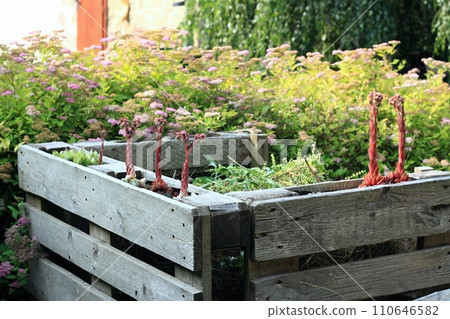 Detail of compost bin made from pallets with organic waste and flowering houseleeks. Detail of compost bin made from pallets with organic waste and flowering houseleeks. 110646582