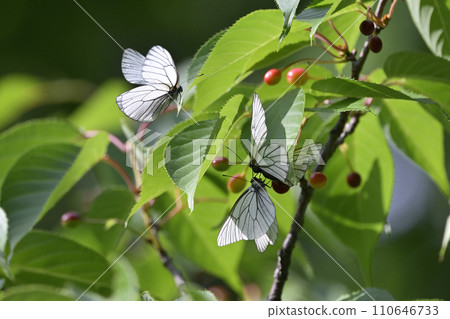Ezo white butterfly ⑥ (Hokkaido) Ezo white butterfly ⑥ (Hokkaido) 110646733