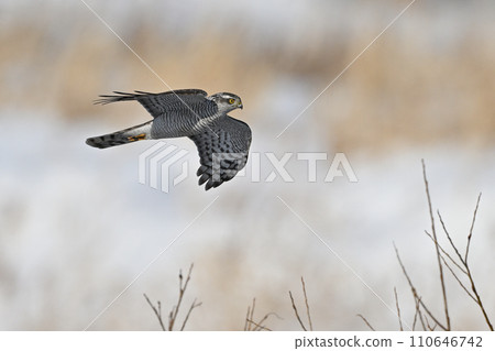 Goshawk ⑨ (Hokkaido) Goshawk ⑨ (Hokkaido) 110646742
