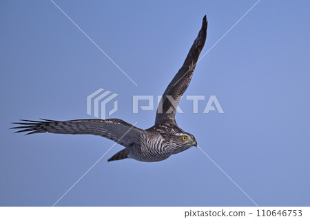 Goshawk ⑱ (Hokkaido) 110646753