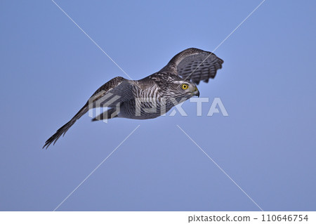 Goshawk ⑲ (Hokkaido) 110646754