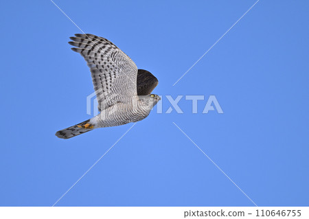 Goshawk ⑳ (Hokkaido) Goshawk ⑳ (Hokkaido) 110646755