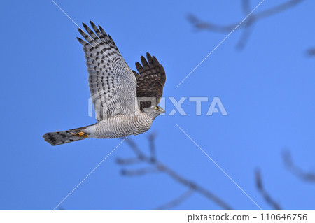 Goshawk (Hokkaido) Goshawk (Hokkaido) 110646756