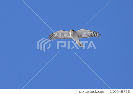 蒼鷹㉒（北海道） 110646758