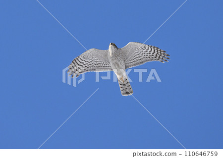 Goshawk㉓ (Hokkaido) 110646759