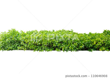 Green flowering fence boxwood shrubs 110646908