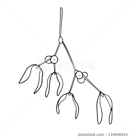 Mistletoe or Viscum branches with leaves and berries. Botanical line art element. Winter plant ink graphic. Hand painted outline illustration for greeting card design, holiday decoration, wedding Mistletoe or Viscum branches with leaves and berries. Botanical line art element. Winter plant ink graphic. Hand painted outline illustration for greeting card design, holiday decoration, wedding 110646932