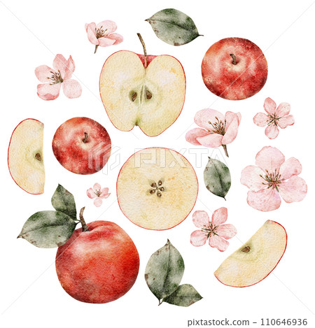 Watercolor blooming apple tree branches, green and red ripe Apples round label. Hand drawn apple slices illustration for juice pack, card, invitation, tags Watercolor blooming apple tree branches, green and red ripe Apples round label. Hand drawn apple slices illustration for juice pack, card, invitation, tags 110646936