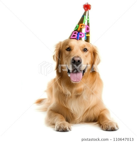 cute dog in birthday cap isolated 110647013