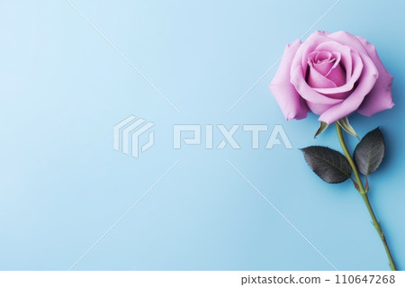 pink rose on lavender background top view 110647268