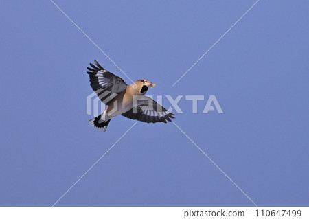 Shime Hito ① (Hokkaido) 110647499