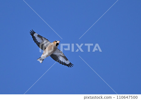 志目仁②（北海道） 110647500