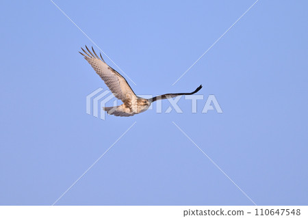 Buzzard (Hokkaido) 110647548