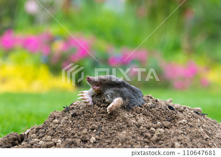 Mole, Talpa europaea, making mole hill and damaging beautiful lawn and flower garden. 110647681