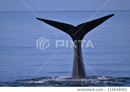 抹香鯨⑧（北海道） 110648002