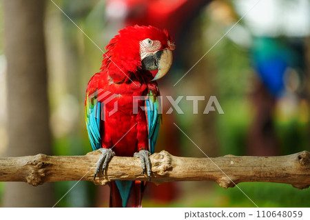 scarlet macaw (Ara macao), red parrot on wood tree branch 110648059