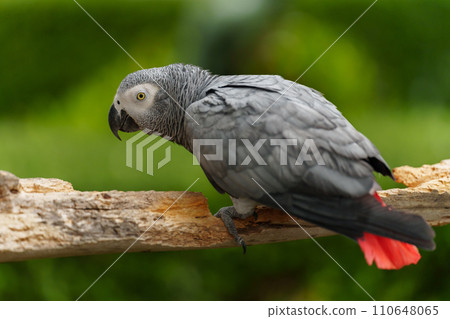 African grey parrot (Psittacus erithacus) on wood tree branch African grey parrot (Psittacus erithacus) on wood tree branch 110648065