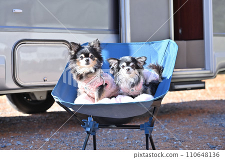 與您的狗一起享受汽車露營野餐吉娃娃 與您的狗一起享受汽車露營野餐吉娃娃 110648136