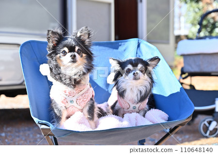 Enjoy auto camping with your dog Picnic Chihuahua 110648140
