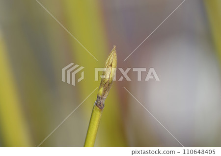 Red osier Dogwood Flaviramea 110648405