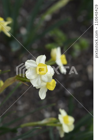 Daffodil Minnow Daffodil Minnow 110648429