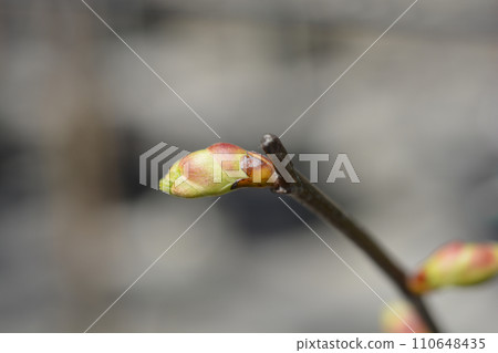 Small-leaved lime Small-leaved lime 110648435