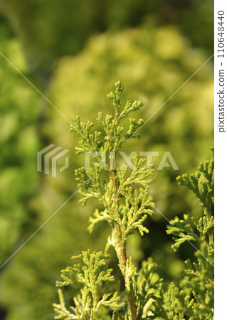 Golden Hinoki cypress 110648440